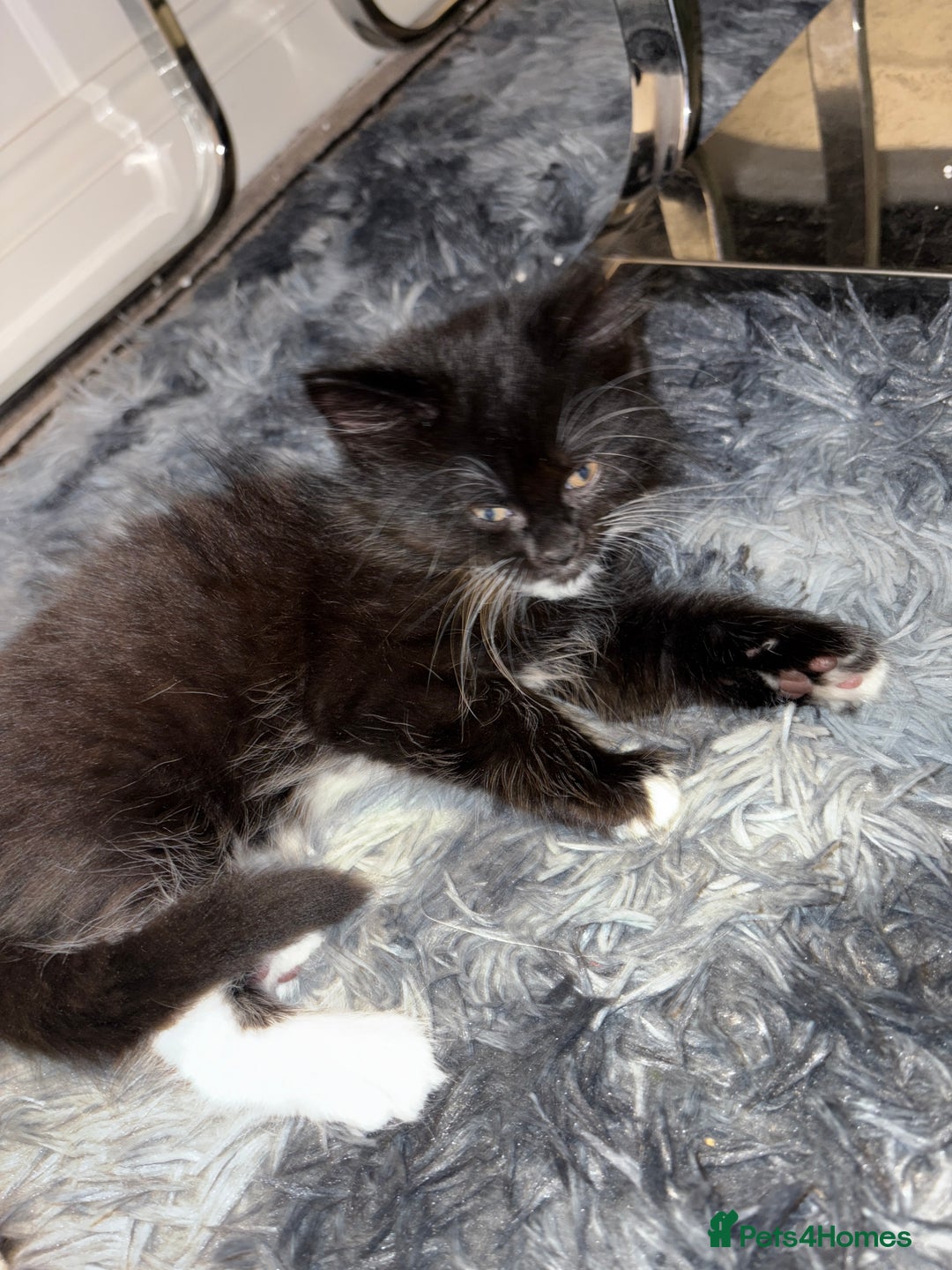 Mixed Breed cats for sale: Adorable Kittens Looking for Loving Homes  - Image 1