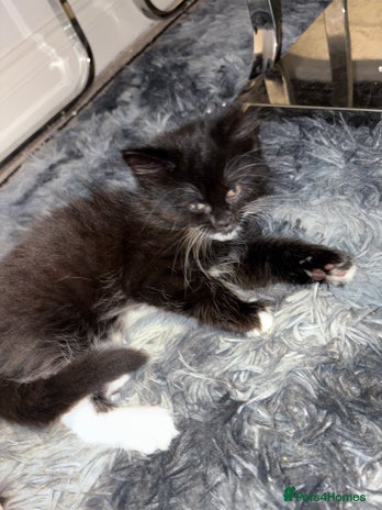 Mixed Breed cats - Advert 12