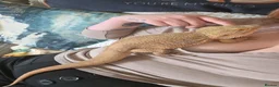Bearded Dragon reptiles for sale: 2 bearded dragons for sale  in Johnstone - Advert 1