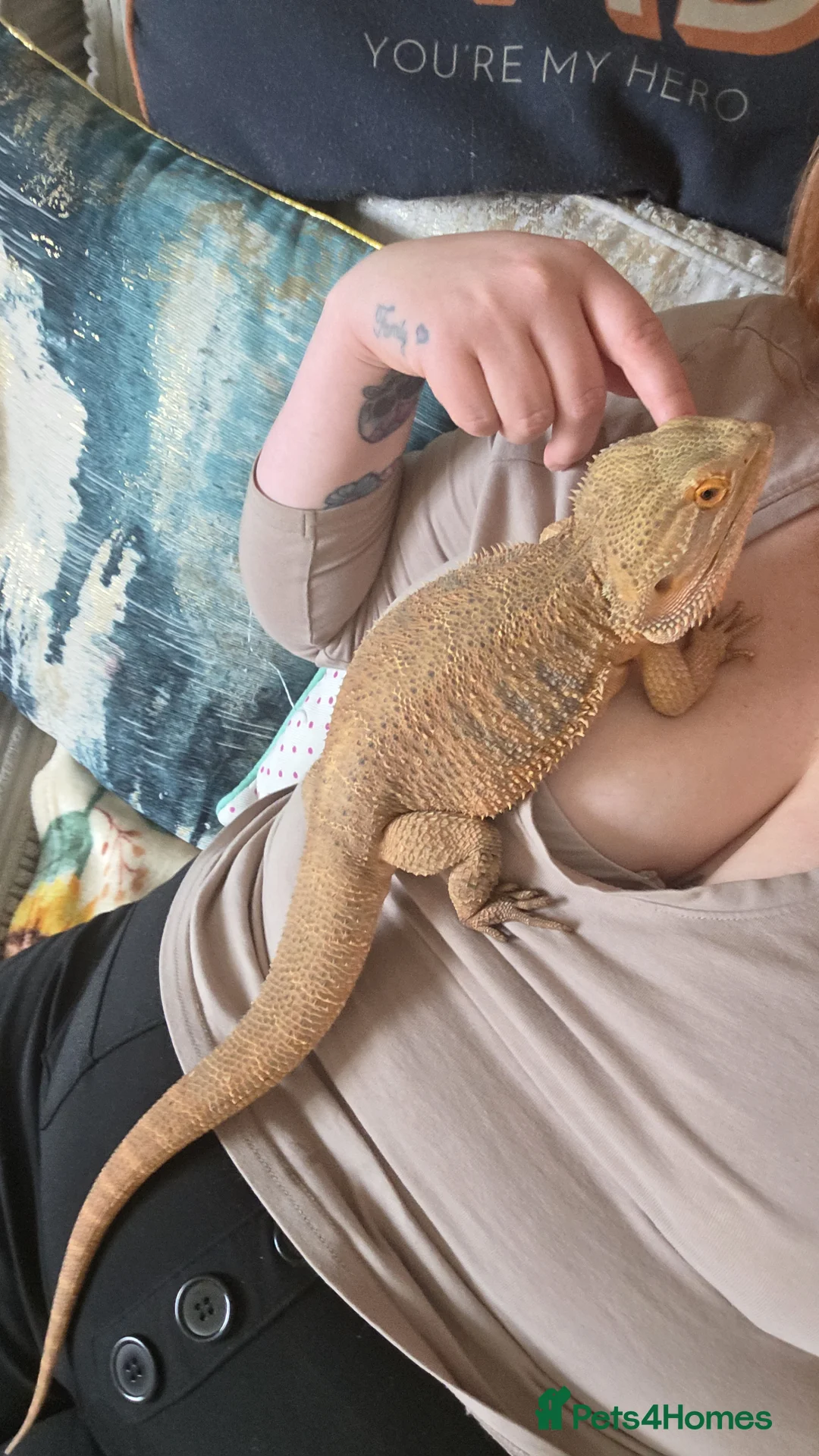 Bearded Dragon reptiles for sale: 2 bearded dragons for sale  in Johnstone - Advert 1