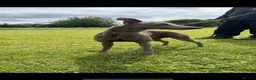 Whippet dogs for sale: Blue kc whippet puppies - Advert 3