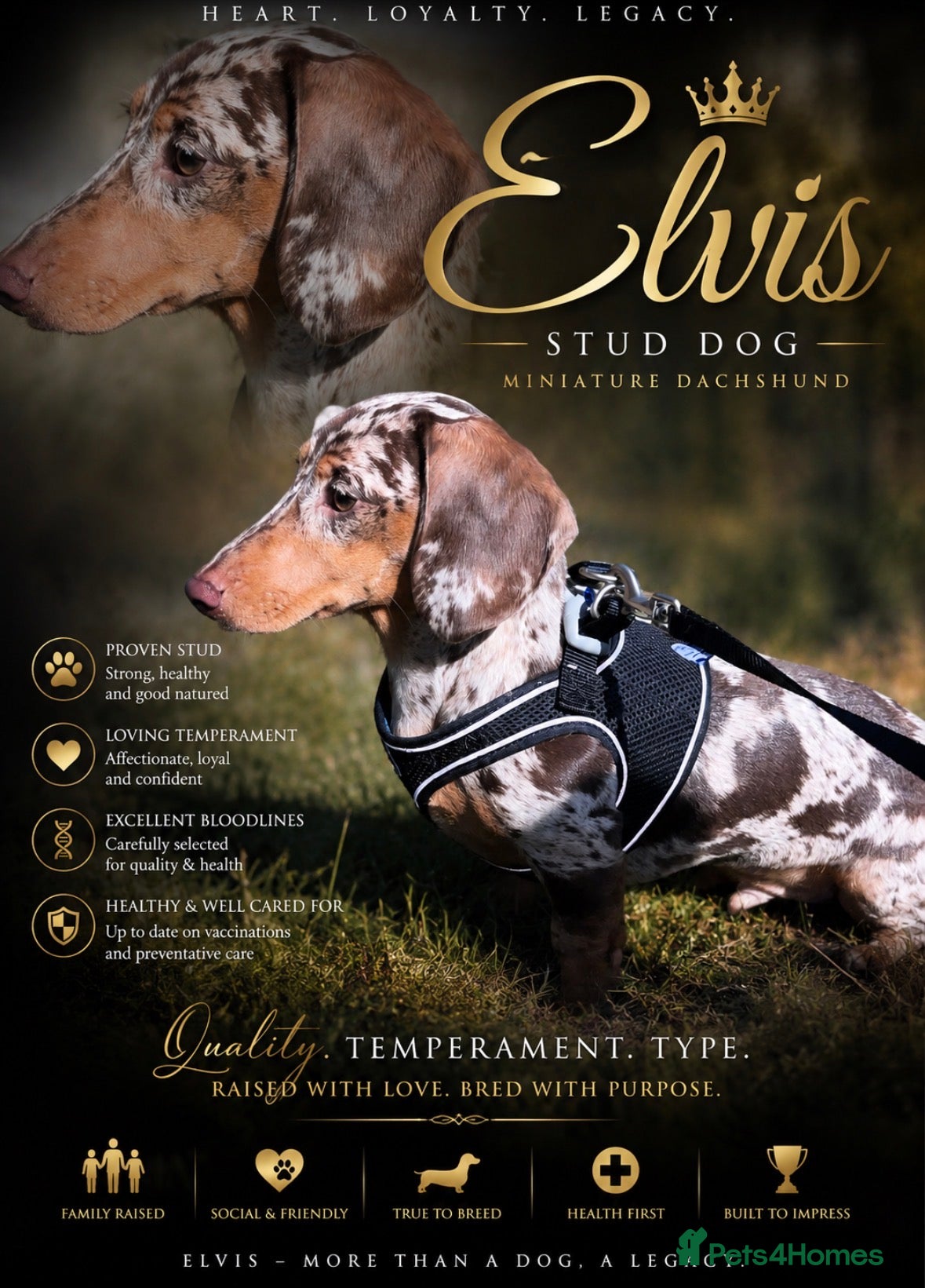 Miniature Dachshund dogs Miniature dachshund for stud  - Advert 1