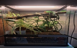 Gecko reptiles for sale: Male Crested Gecko with Bioactive Tank - Image 5