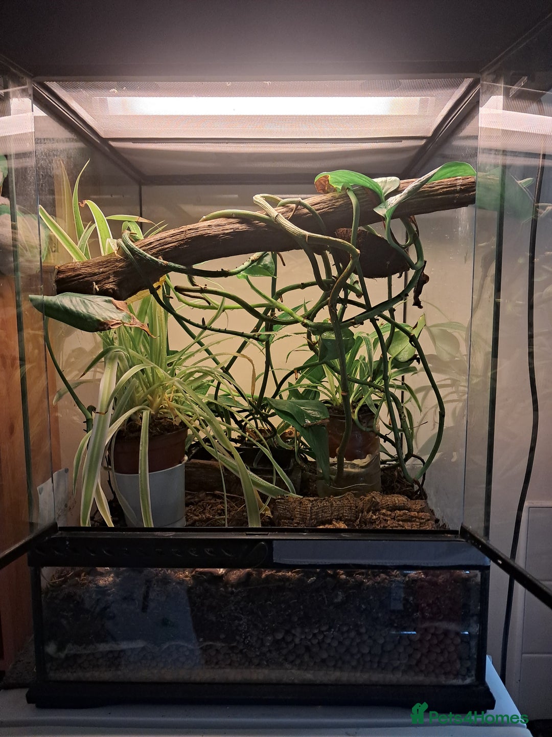 Gecko reptiles for sale: Male Crested Gecko with Bioactive Tank - Image 5