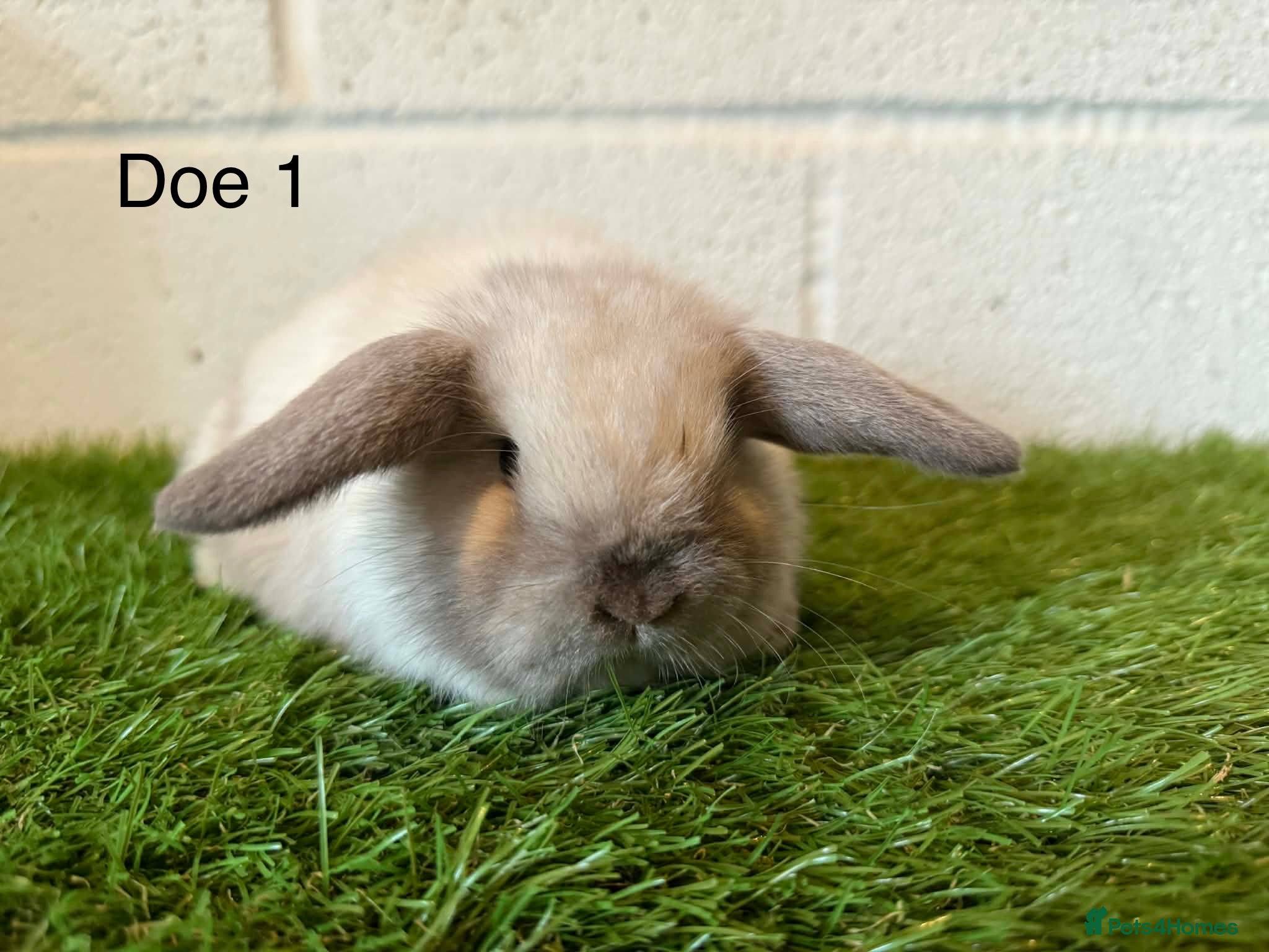 Mini Lop rabbits Stunning  Mini Lop babies  - Advert 1