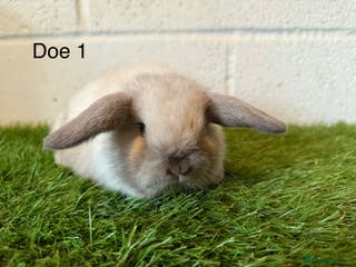 Mini Lop rabbits Stunning Mini Lop babies - Advert 1
