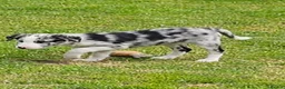 Border Collie dogs for sale: Beautiful Blue Merle Border Collie pups - Advert 3