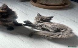 Maine Coon cats for sale: Maincoon kittens  - Image 7