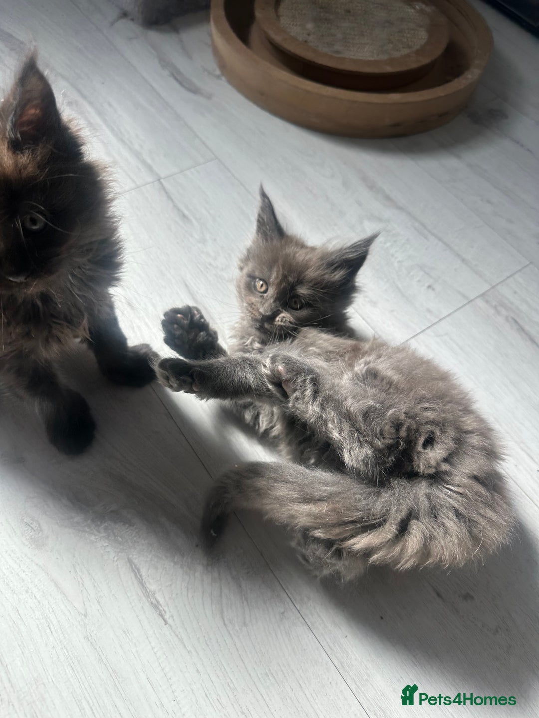 Maine Coon cats for sale: Maincoon kittens  - Image 7