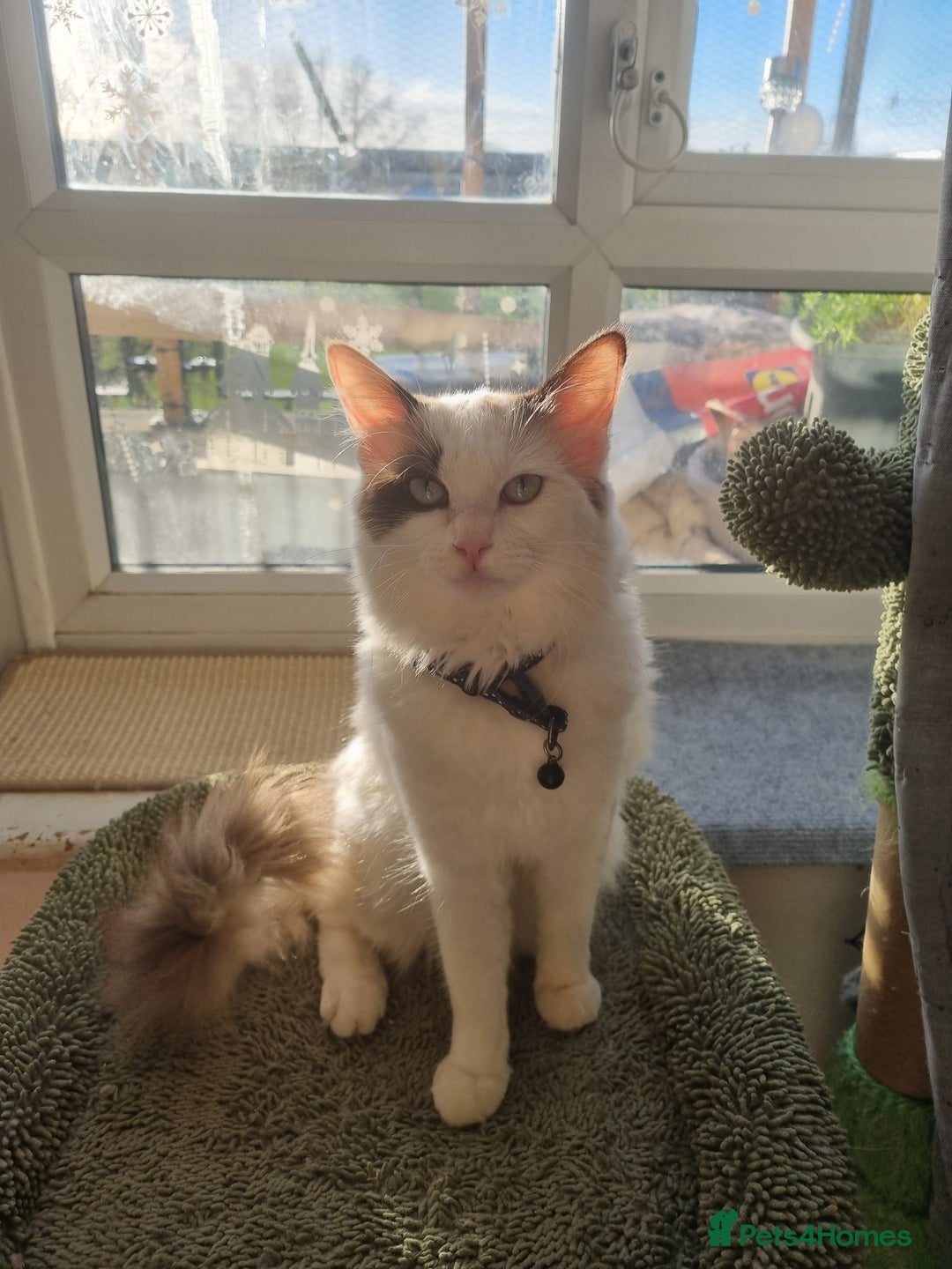 Ragdoll cats for sale: Bicolour ragdoll girls  - Advert 10