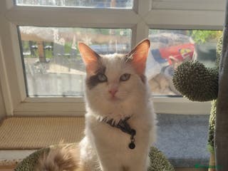 Ragdoll cats Bicolour ragdoll girls - Advert 12