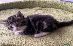 Mixed Breed cats for sale: 4  GORGEOUS TABBY/TORTOISHELL GIRLS.   - Image 24
