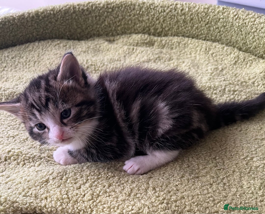Mixed Breed cats for sale: 4  GORGEOUS TABBY/TORTOISHELL GIRLS.   - Image 24