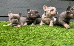 French Bulldog dogs for sale: ⭐ 4 available French bulldogs carrying L4 ⭐️ - Image 2