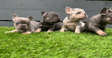 French Bulldog dogs - Advert 6