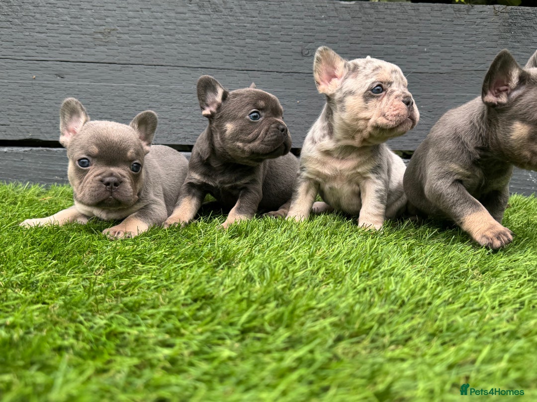 French Bulldog dogs for sale: ⭐ 4 available French bulldogs carrying L4 ⭐️ - Image 2