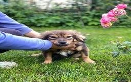 Mixed Breed dogs for adoption: 💖🐶 LESYA 🐶💖 - Image 12