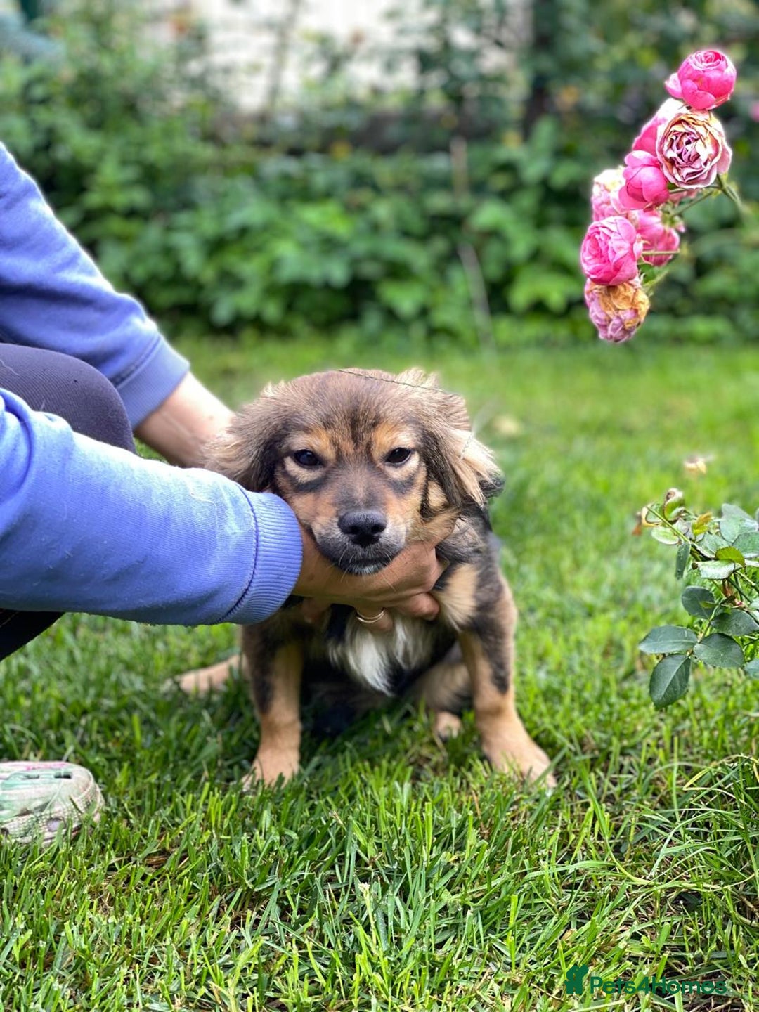 Mixed Breed dogs for adoption: 💖🐶 LESYA 🐶💖 - Image 12