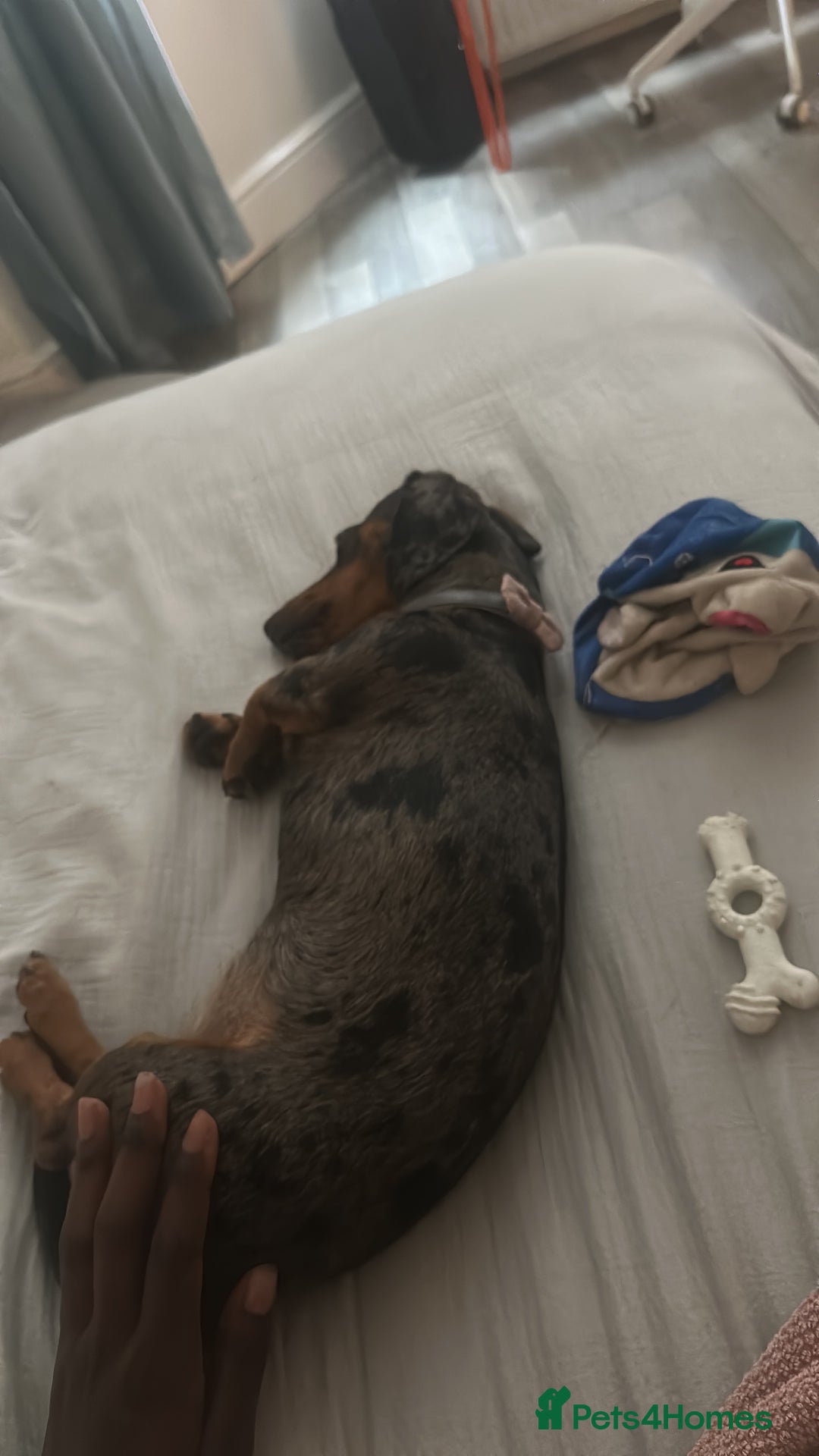 Miniature Dachshund dogs for sale: Loving Foster Home Wanted for My Loving Dachshund - Image 9