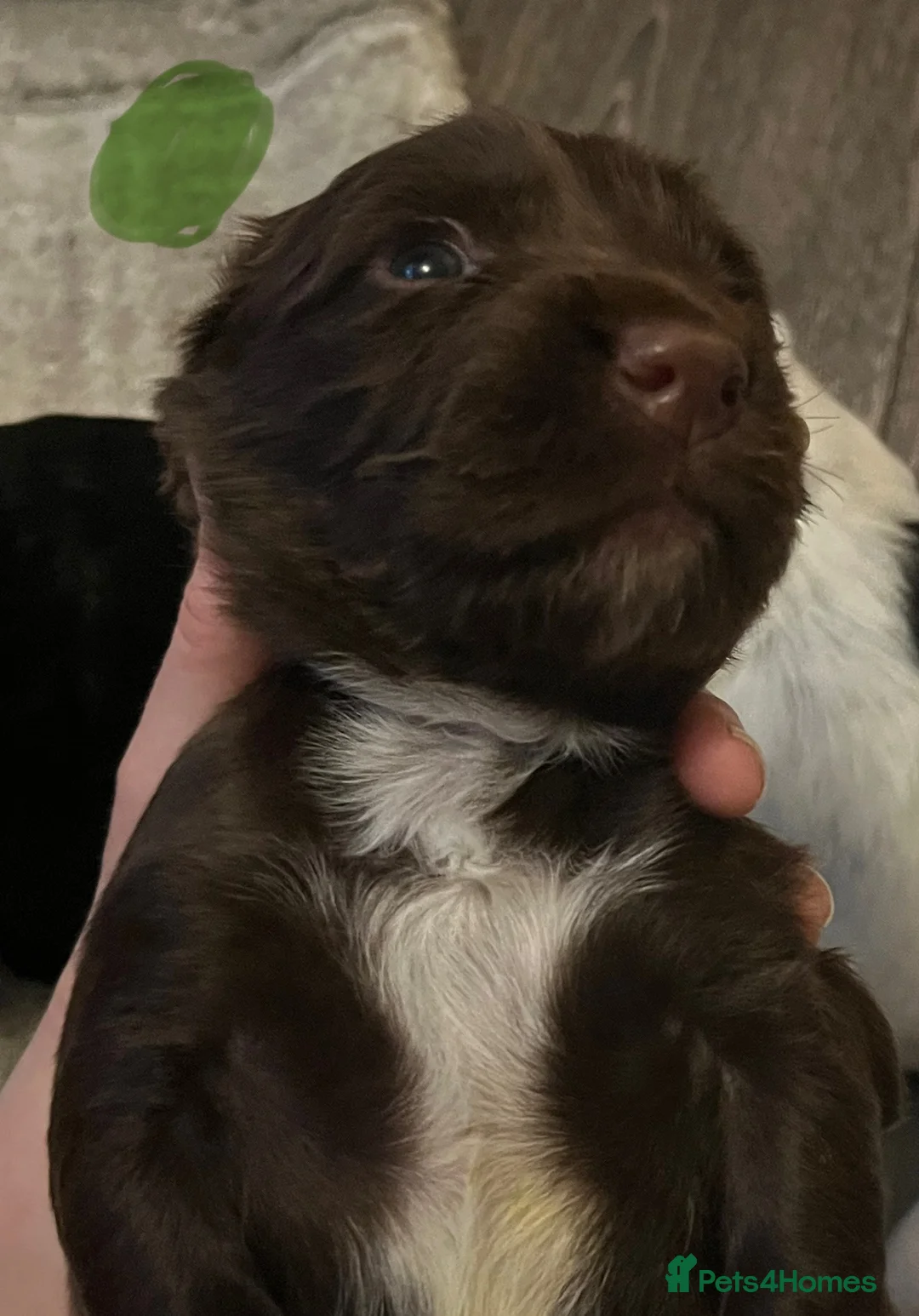 Sprocker dogs for sale: Sprocker spaniel puppies - Advert 24