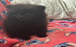Pomeranian dogs for sale: Tiny Pomeranian puppies - Image 8