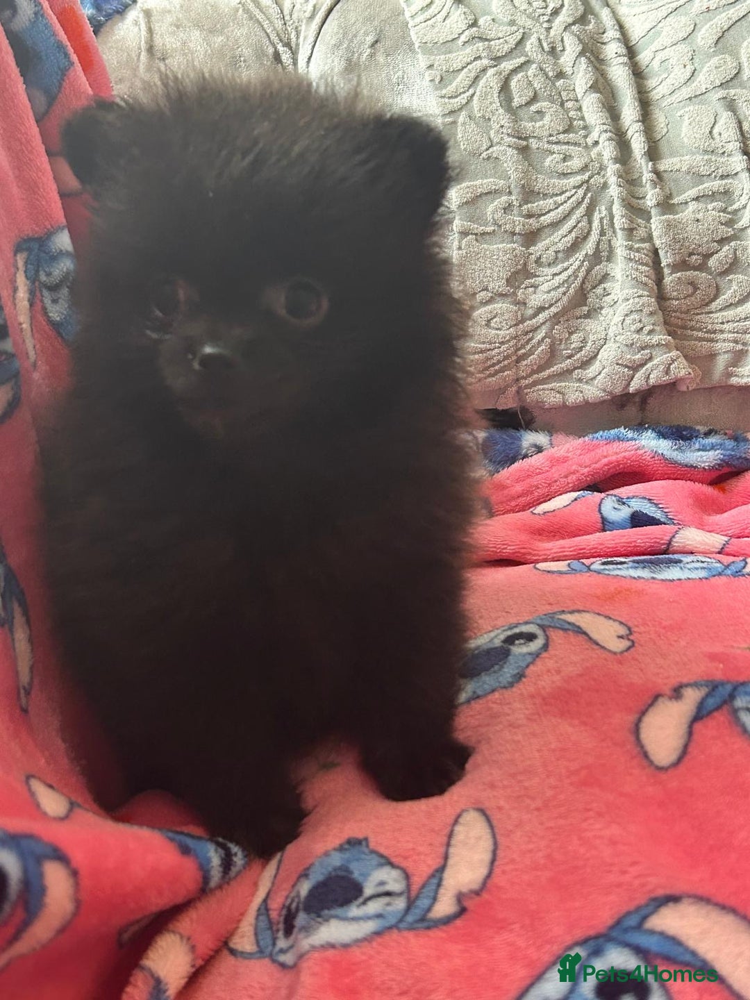 Pomeranian dogs for sale: Tiny Pomeranian puppies - Image 8