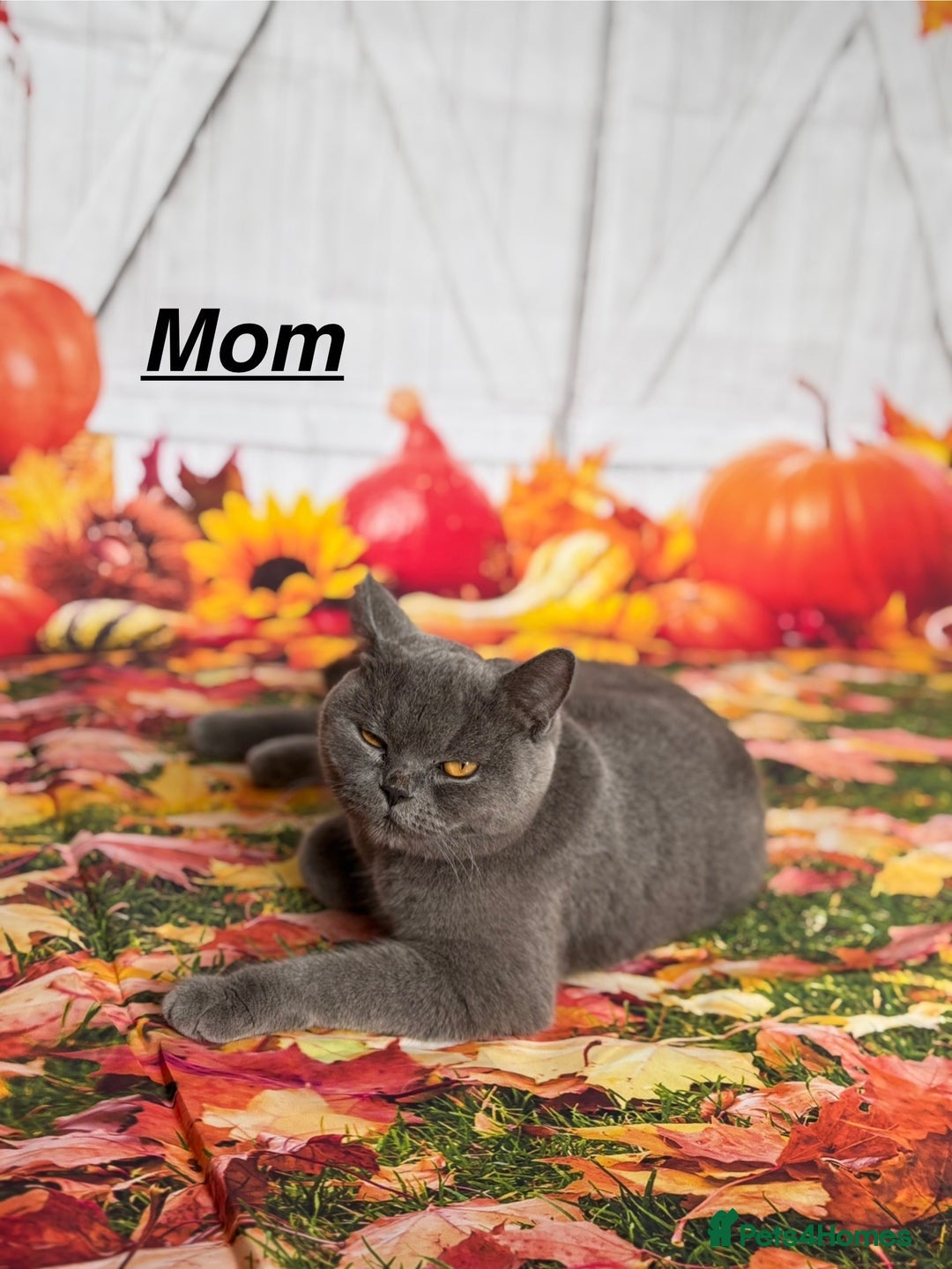 British Shorthair cats for sale: British Shorthair Kittens  - Image 6