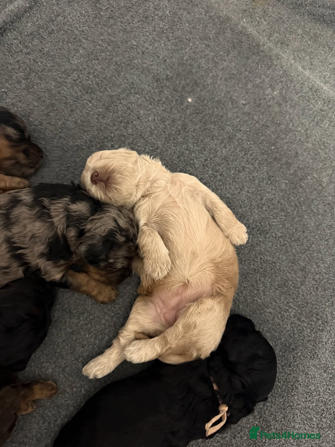 Cockapoo dogs Quality, Home Raised & Ready for Loving Homes 🐾 - Advert 1