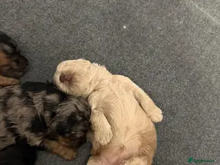 Cockapoo dogs Quality, Home Raised & Ready for Loving Homes 🐾 - Advert 1