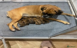 Boxer dogs for sale: 27 Champion bloodline red and black mask boxers - Image 18