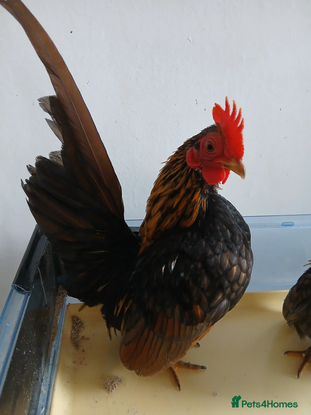 Chickens poultry for sale: 1 handsome serama Cockerell left  - Advert 5