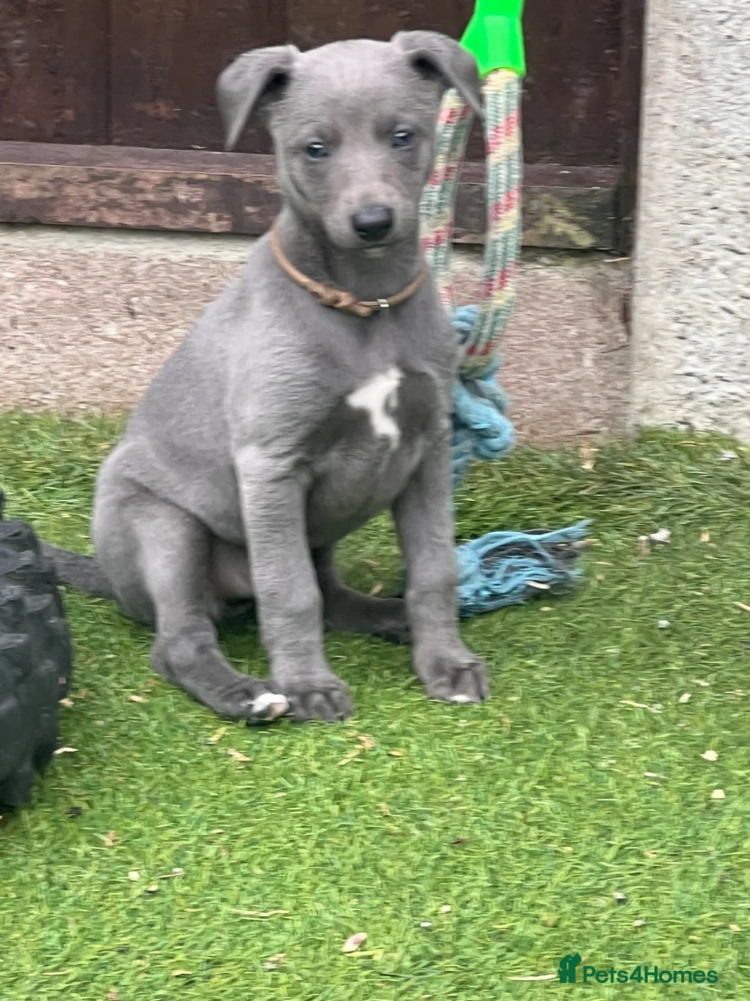 Whippet dogs for sale: Adorable Whippet Puppies for Sale! in Bradford - Advert 2