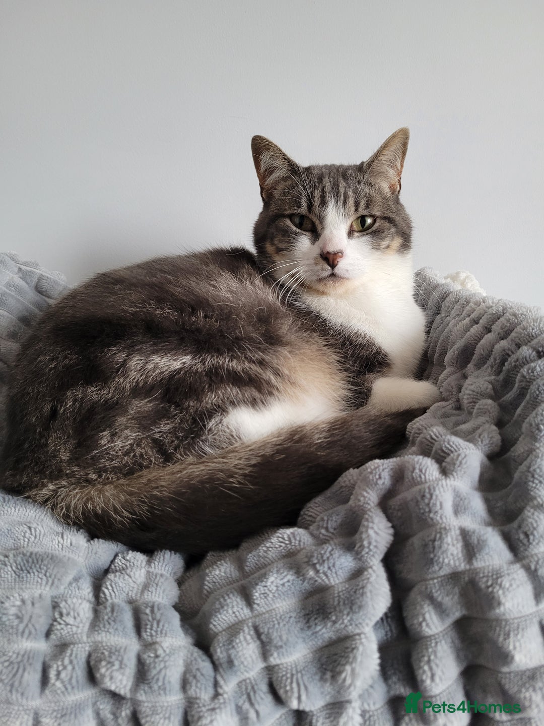 Mixed Breed cats for sale: Duchess for rehoming - Advert 5