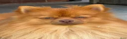 Pomeranian dogs for sale: 🐾 Pomeranian For Sale 🐾 - Advert 2