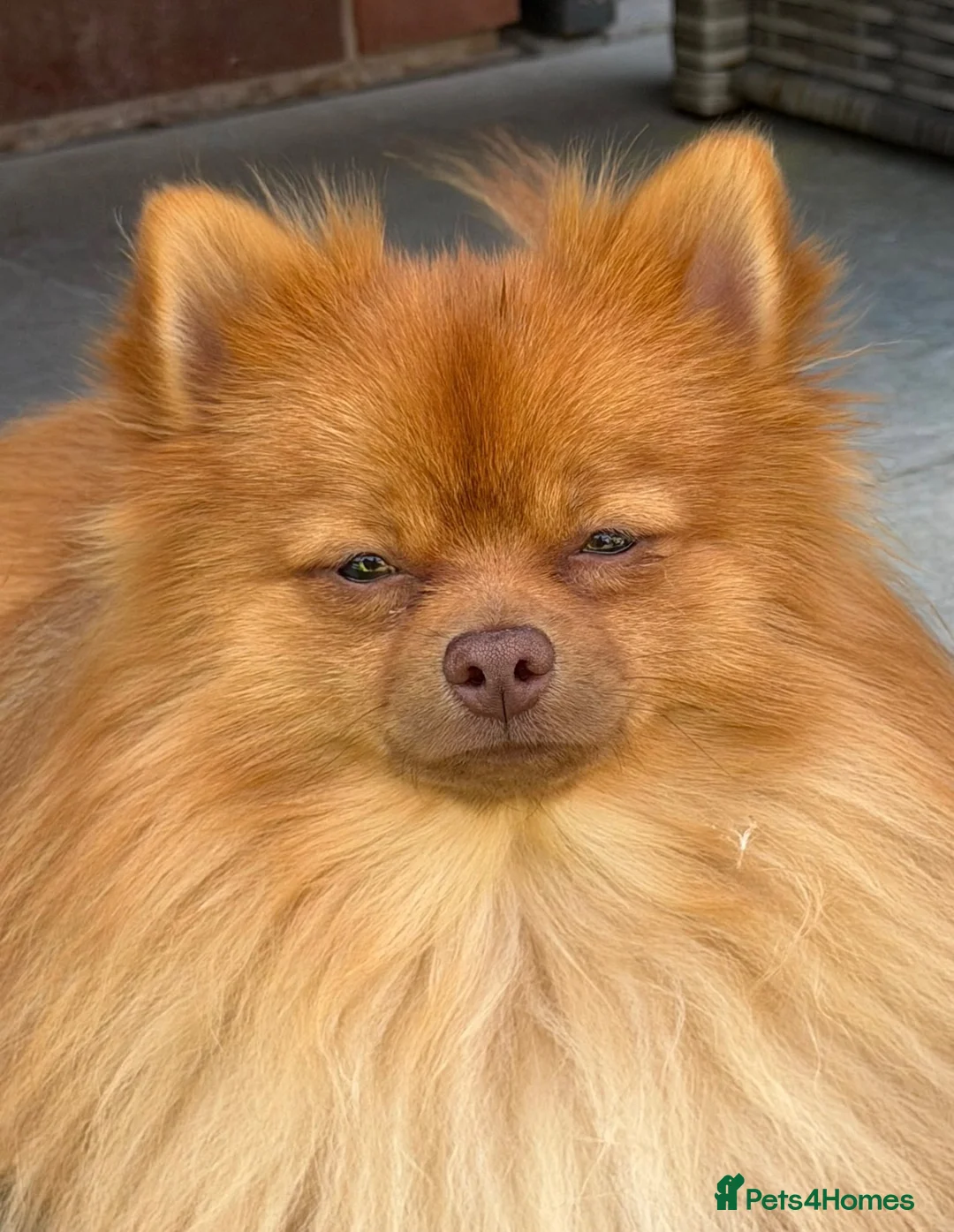 Pomeranian dogs for sale: 🐾 Pomeranian For Sale 🐾 - Advert 2