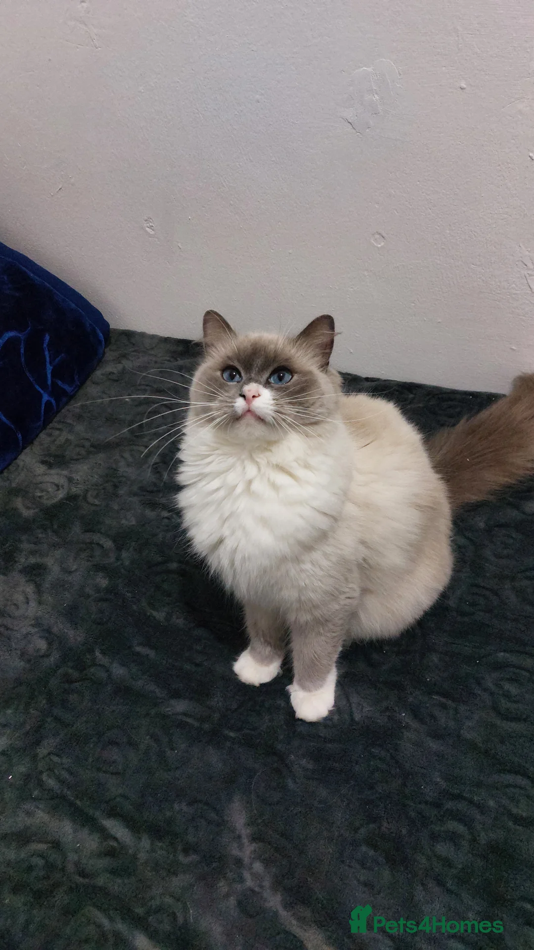 Ragdoll cats for sale: Beautiful Ragdoll Princess  - Advert 14