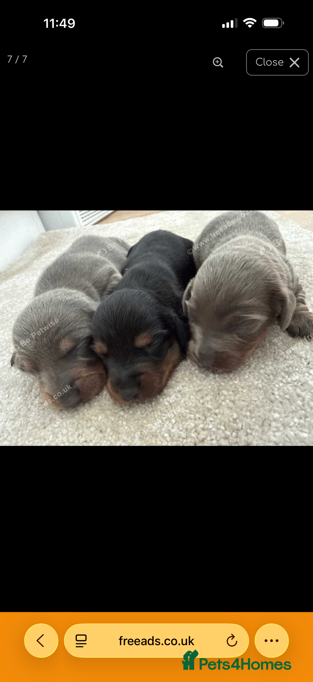 Miniature Dachshund dogs for sale: Three miniature sausage dogs, ready February 🩷 - Advert 1