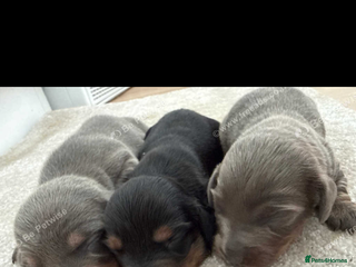 Miniature Dachshund dogs Three miniature sausage dogs, ready February 🩷 - Advert 1