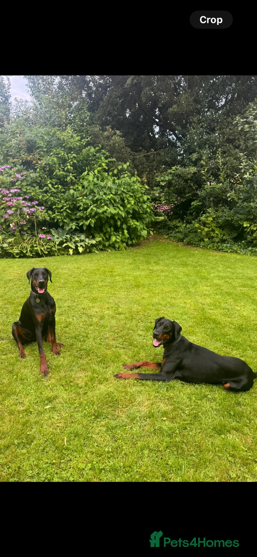 Dobermann dogs for sale: Two Doberman 3YO females for sale  in Liverpool - Advert 4