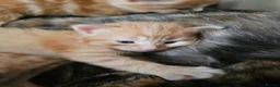 Mixed Breed cats for sale: Tortoise shell/Ginger kittens - Advert 6