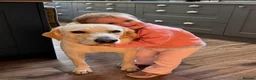 Labrador Retriever dogs for adoption: Loving Rufus - 2 year old  - Advert 9