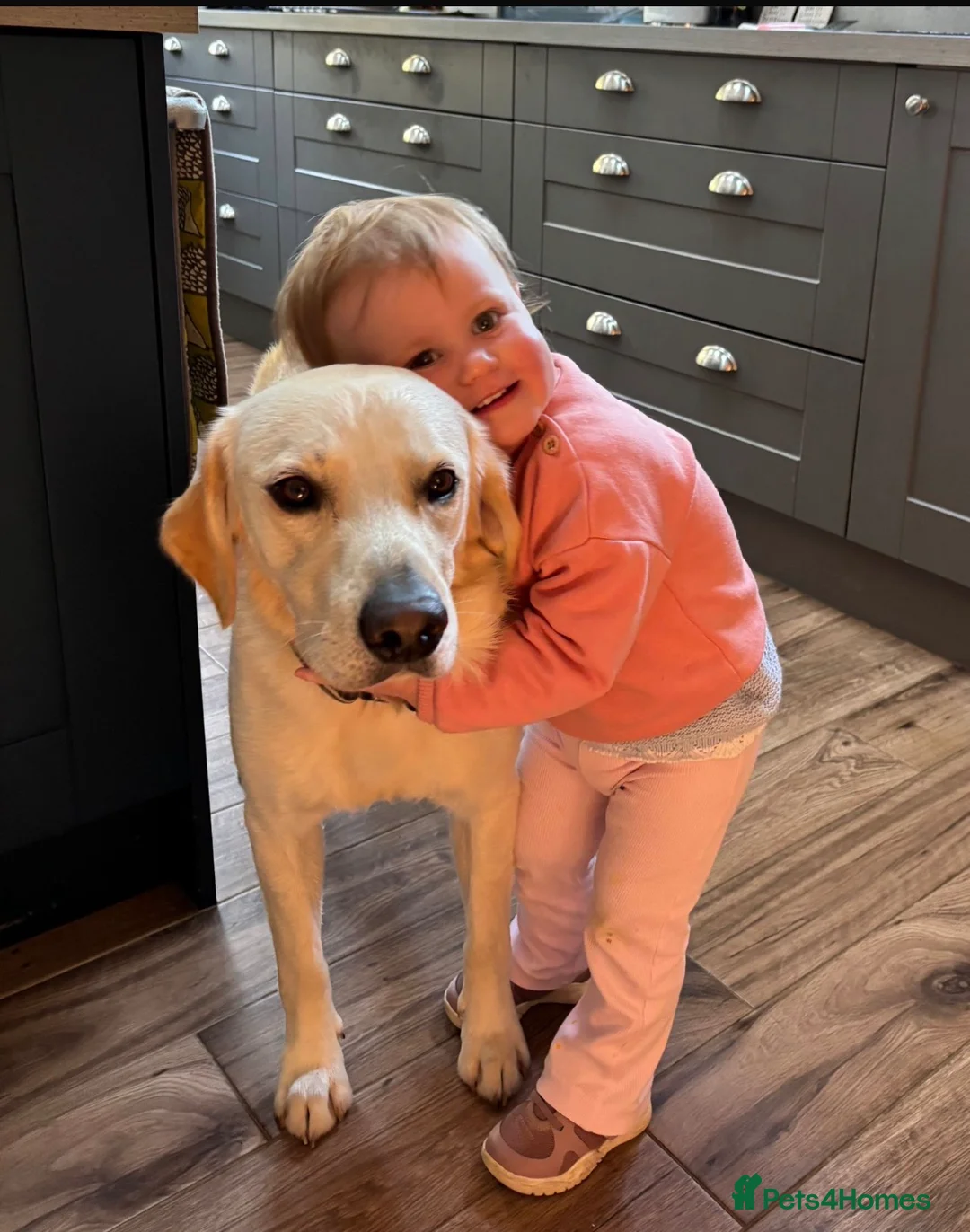 Labrador Retriever dogs for adoption: Loving Rufus - 2 year old  - Advert 9