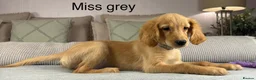Goldendoodle dogs for sale: FULLY VACCINATED AND ABLE TO GO OUT ON WALKS.  - Advert 26