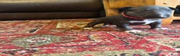 Bull Terrier dogs for sale: Beautiful puppy looking for forever home  - Advert 19