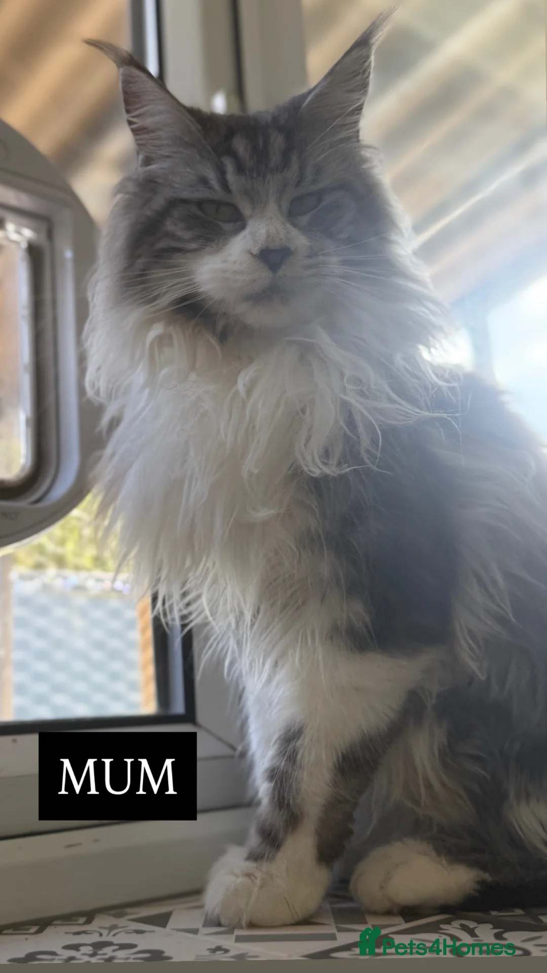 Maine Coon cats for sale: 4 MAINE COON KITTENS  - Advert 2