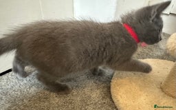 Russian Blue cats for sale: Russian Blue Kittens  - Image 17