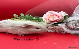 Guinea Pig rodents for sale: Beautiful female guinea pigs  - Image 5