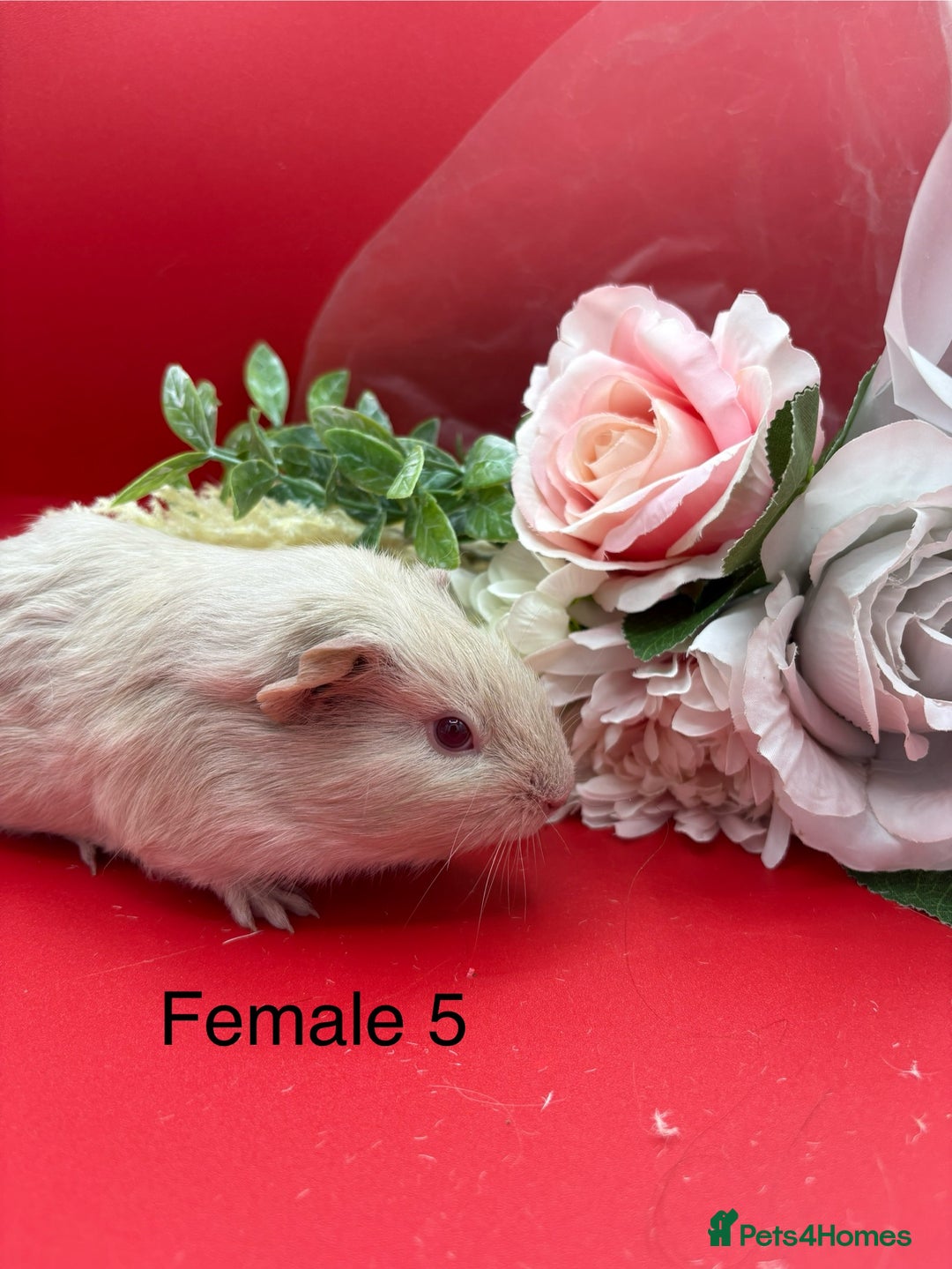 Guinea Pig rodents for sale: Beautiful female guinea pigs  - Image 5