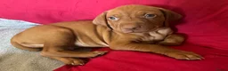 Hungarian Vizsla dogs for sale: Pedigree KC Hungarian Vizsla Pups For Sale in Haverfordwest - Advert 5
