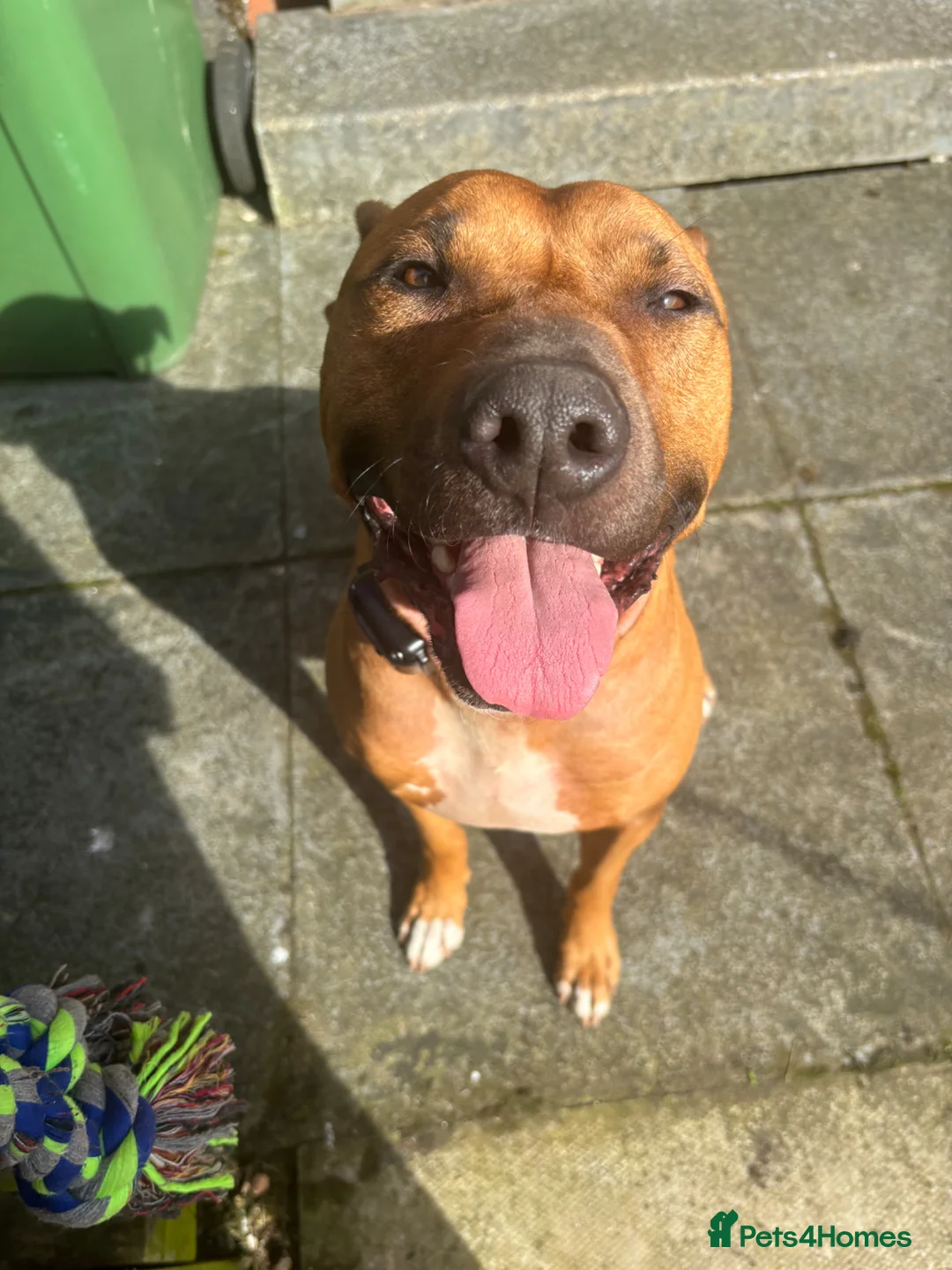 American Bull Staffy dogs for sale: Cooper looking for a loving home in Glasgow - Advert 2